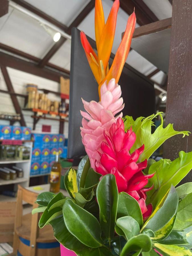 Appartamento Rosa solarium 97 Sainte-Anne  Esterno foto